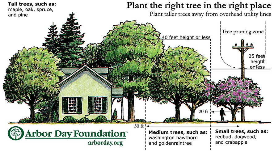 Plant the right tree in the right place. Plant taller trees away from overhead utility lines.