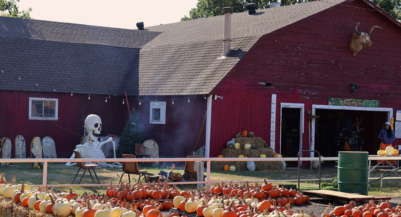 Lines of pumpkins outside the Fountainhead Stables barn for the Pumpkin Patch. There is also a giant skeleton climbing out of the ground by the barn. 