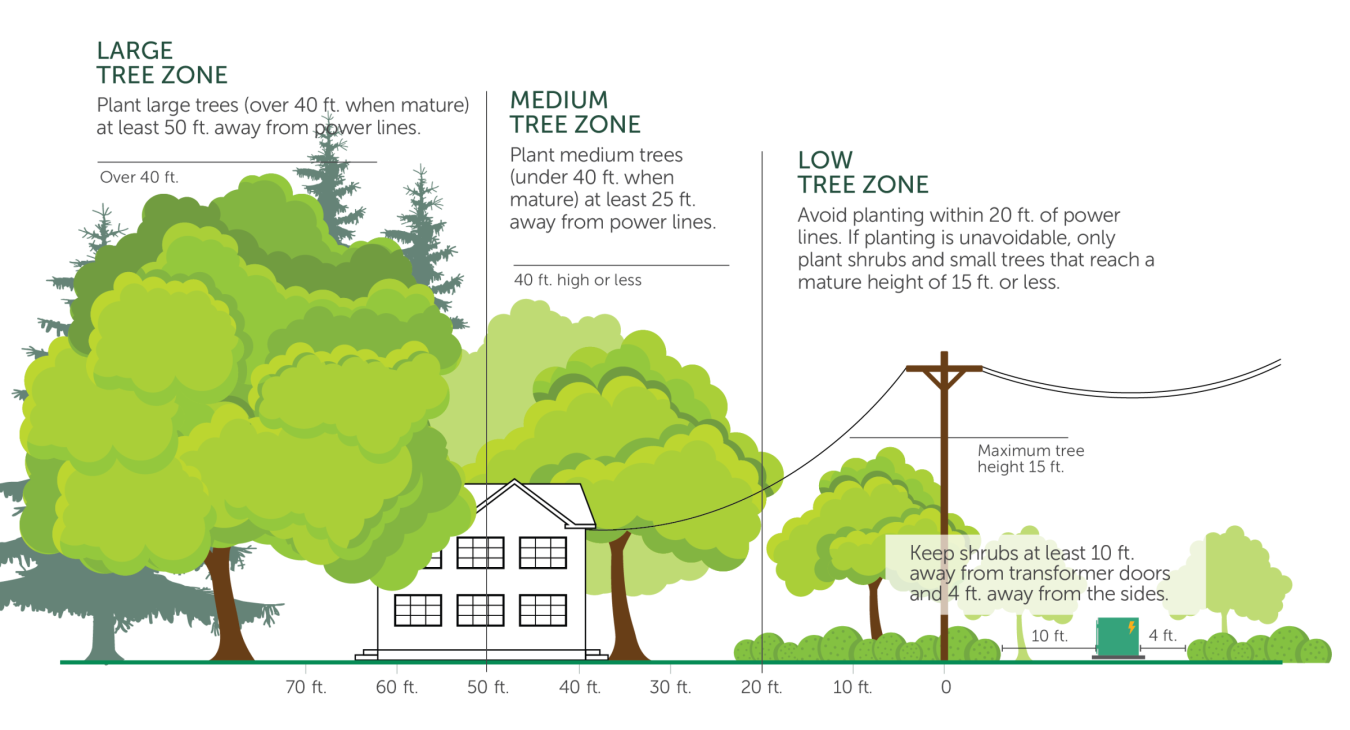 Infographic demonstrating where to plant trees and shrubs relative to electrical equipment based on the mature height of the plant. 